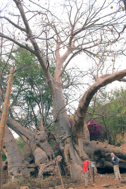 The-Darwin-Baobab
