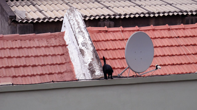 The_little_black_dog_that_lives_on_the_roof